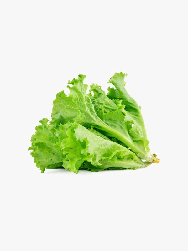 Crisp Green Lettuce