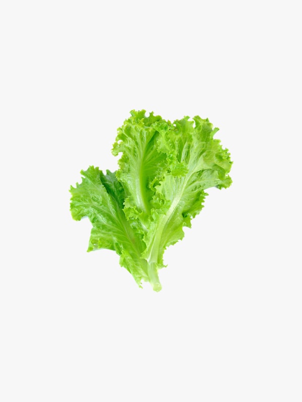 Crisp Green Lettuce